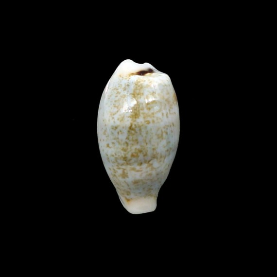 luchuana 18,0mm