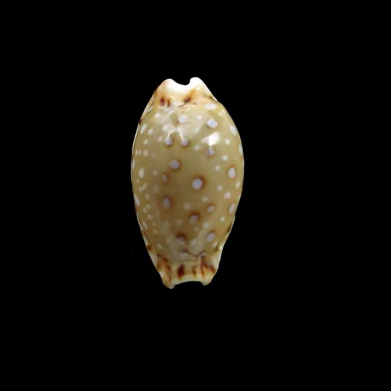 macandrewi 14,7mm