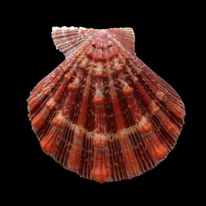 fragosus 74,7mm