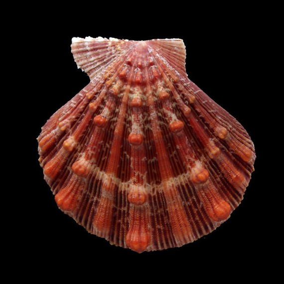 fragosus 74,7mm