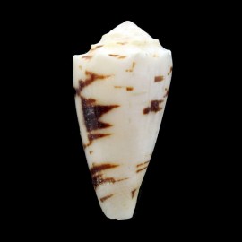 marmoreus crosseanus "batard" 52,0mm