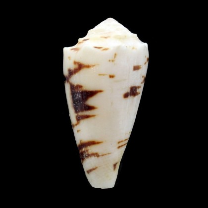 marmoreus crosseanus "batard" 52,0mm