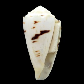 marmoreus crosseanus "batard" 52,0mm