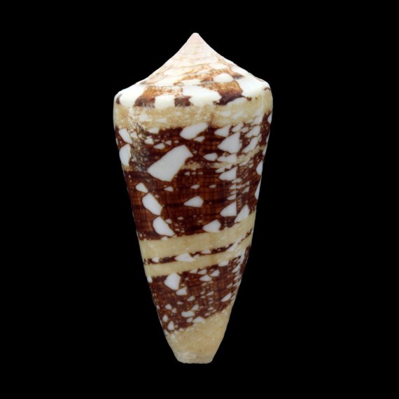 ammiralis 68,0mm THAILAND