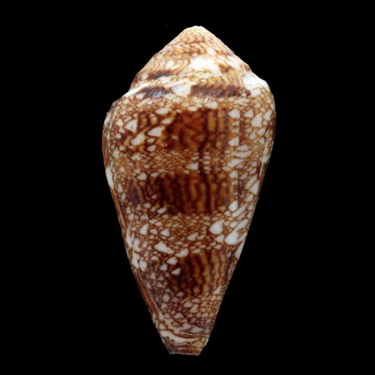 dalli 64,3mm BIG
