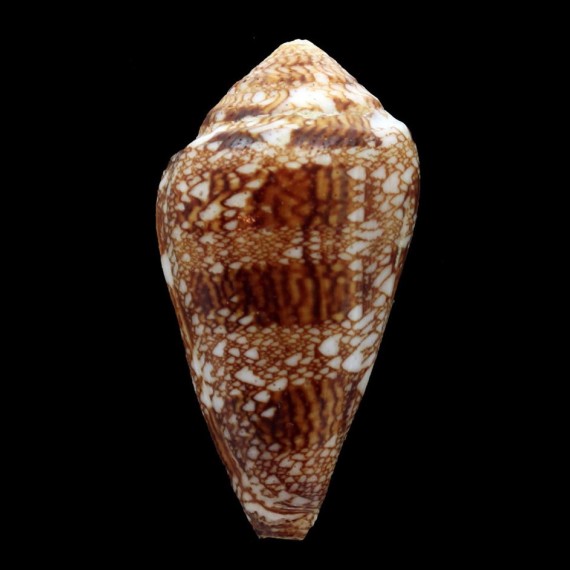 dalli 64,3mm BIG