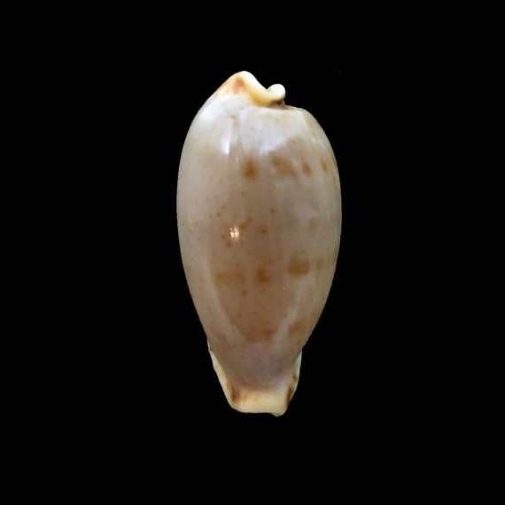 rabaulensis 25,1mm BIG