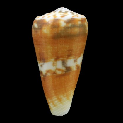magus circae 61,6mm