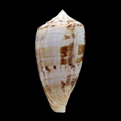 anemone67,3mm BIG