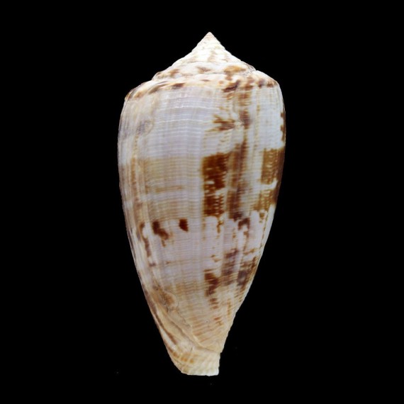 anemone67,3mm BIG