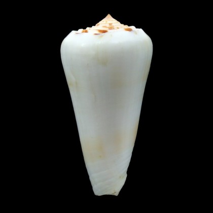 leehmani 72,8mm BIG