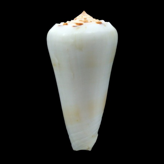 leehmani 72,8mm BIG