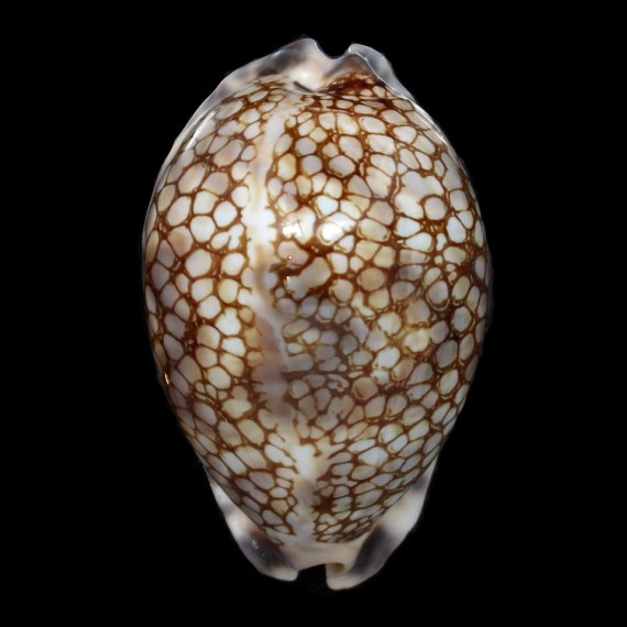 histrio 74,7mm BIG SEYCHELLES