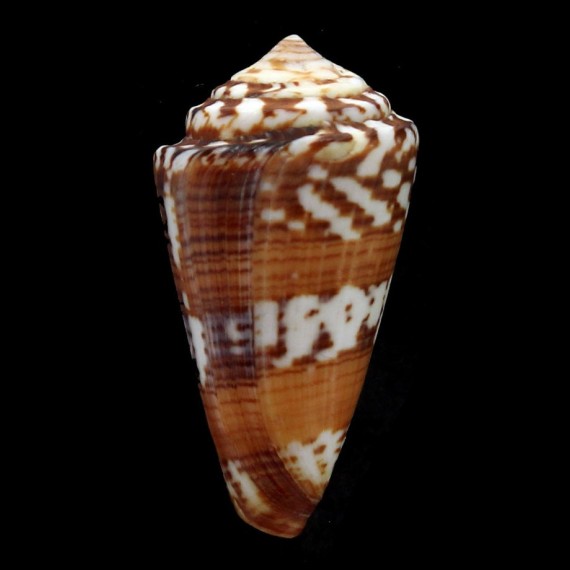 splendidulus 51,3mm RARE