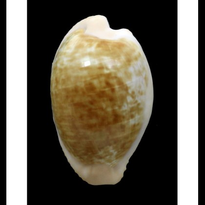 fusdcodentata 37,0mm BIG