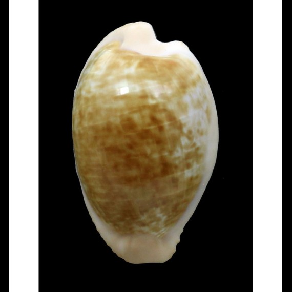 fusdcodentata 37,0mm BIG
