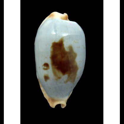 diauges 33,0mm