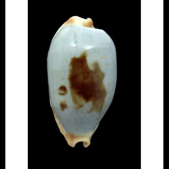 diauges 33,0mm