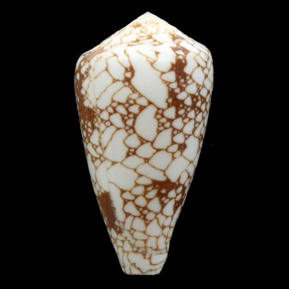 pennaceus marmoricolor 57,0mm