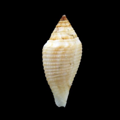 coromandelicus 34,8mm