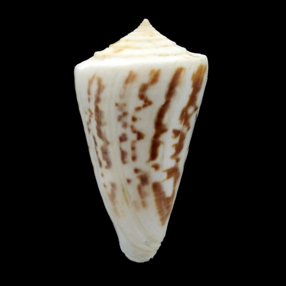 clerii 58,0mm