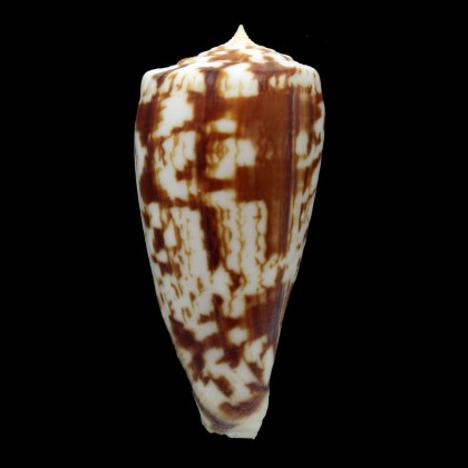spectrum stillatus 65,2mm
