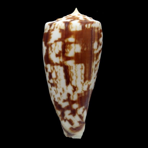 spectrum stillatus 65,2mm