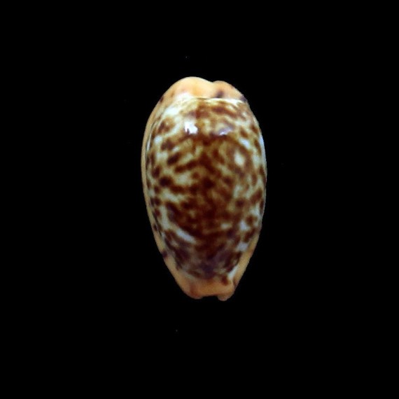 humphreysi 12,0mm NIGER