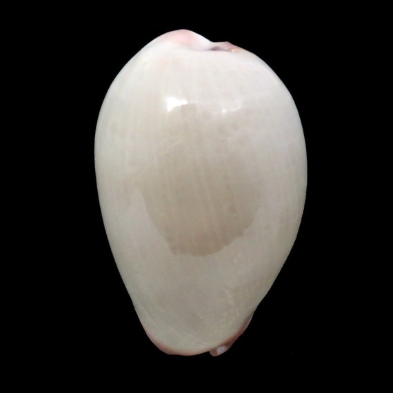 reevei bishopi 34,1mm