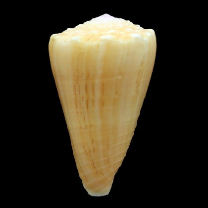 princeps apogrammatus 44,8mm