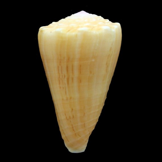 princeps apogrammatus 44,8mm