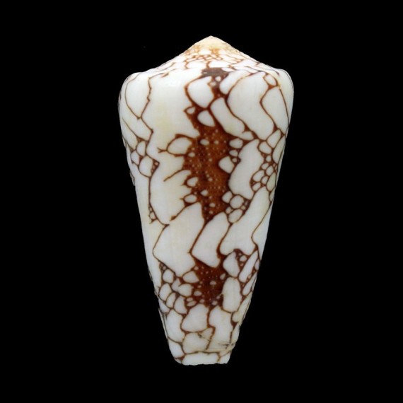 pennaceus ganensis 42,2mm