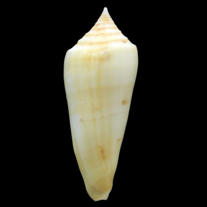neptunus 66,8mm SP