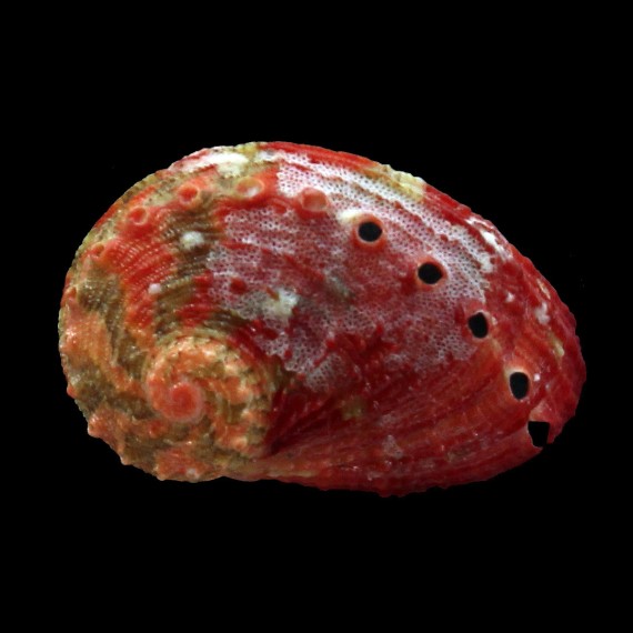 clathrata 29,0mm
