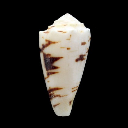 marmoreus crosseanus "batard" 52,0mm