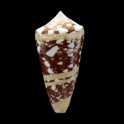 ammiralis 68,0mm THAILAND