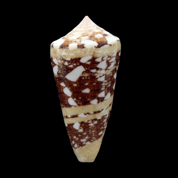 ammiralis 68,0mm THAILAND