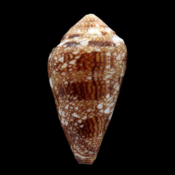 dalli 64,3mm BIG