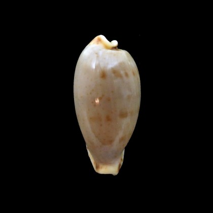 rabaulensis 25,1mm BIG