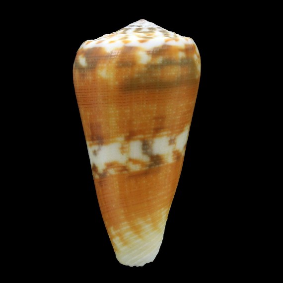 magus circae 61,6mm