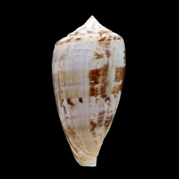 anemone67,3mm BIG
