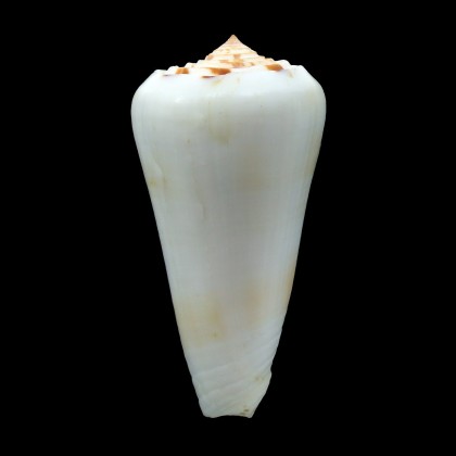 leehmani 72,8mm BIG