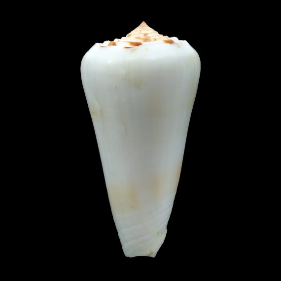 leehmani 72,8mm BIG