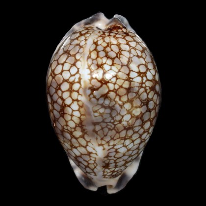 histrio 74,7mm BIG SEYCHELLES