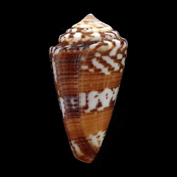 splendidulus 51,3mm RARE