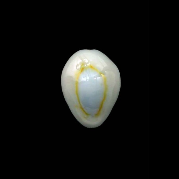 annulus sublitorea 11,3mm UNCOMMON