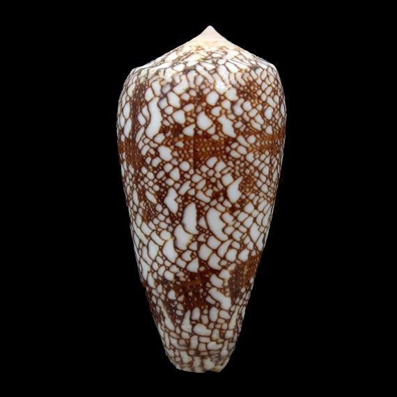 madagascariensis 49,7mm