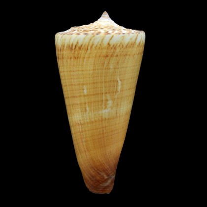 thalassiarcus mariei 66?5mm