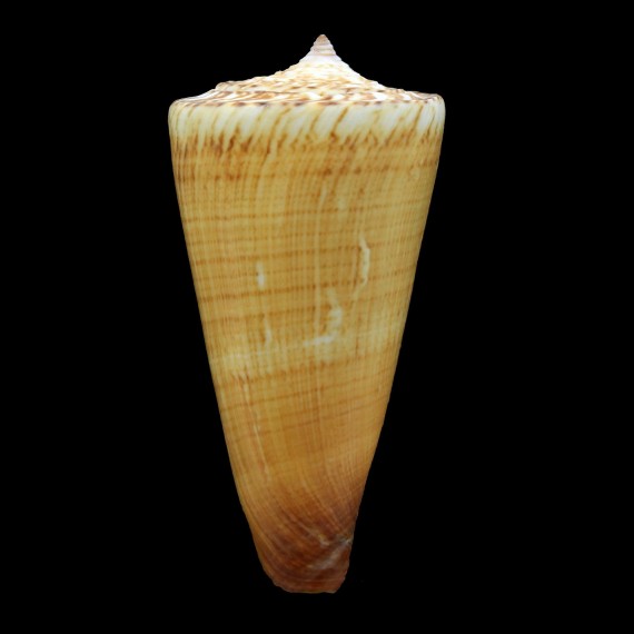thalassiarcus mariei 66?5mm