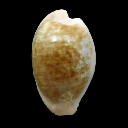 fusdcodentata 37,0mm BIG